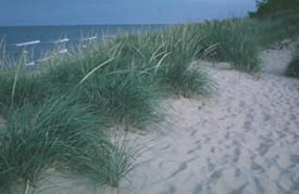 Beach grass on shores of Lake Michigan